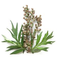 Artemisia Vulgaris Extract